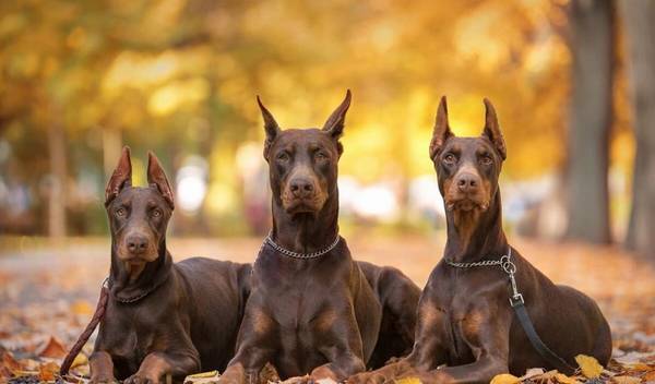 世界最忠实的四种小狗,中华田园犬当第一,没有意外实至名归 世界最忠实的四种小狗,中华田园犬当第一,没有意外实至名归