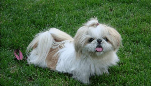 如何区分马尔济斯和西施犬?她们有哪些不一样? 如何区分马尔济斯和西施犬?她们有哪些不一样?