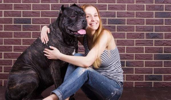 遭禁养的卡斯罗犬,你掌握是多少? 遭禁养的卡斯罗犬,你掌握是多少?