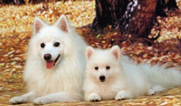 银狐犬纯净度如何看,不可或缺的一项专业技能,不会再被黑心商人蒙骗 银狐犬纯净度如何看,不可或缺的一项专业技能,不会再被黑心商人蒙