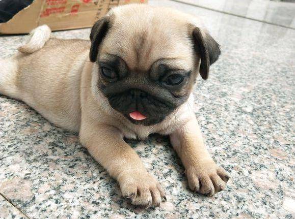 太吃大亏!这6种巴哥犬不必买,以防你后悔莫及 太吃大亏!这6种巴哥犬不必买,以防你后悔莫及