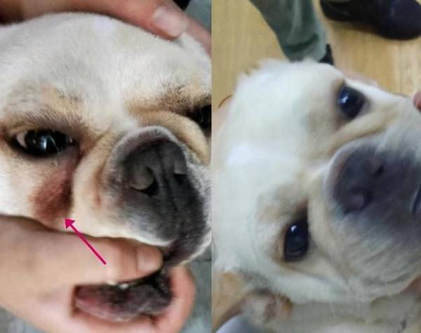 太吃大亏!这6种巴哥犬不必买,以防你后悔莫及 太吃大亏!这6种巴哥犬不必买,以防你后悔莫及