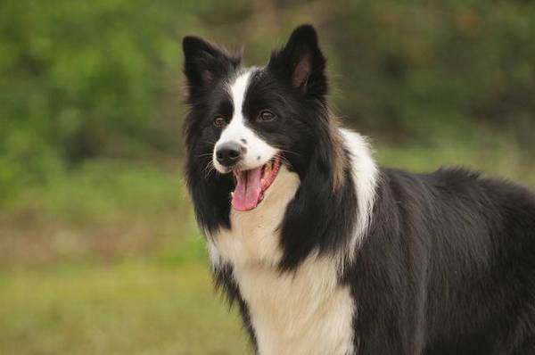 狗狗智商排名前十名金毛只有排第四 狗狗智商排名前十名金毛只有排第四