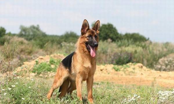 狗狗智商排名前十名金毛只有排第四 狗狗智商排名前十名金毛只有排第四