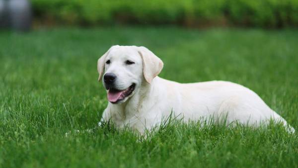 狗狗智商排名前十名金毛只有排第四 狗狗智商排名前十名金毛只有排第四