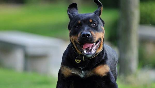 狗狗智商排名前十名金毛只有排第四 狗狗智商排名前十名金毛只有排第四