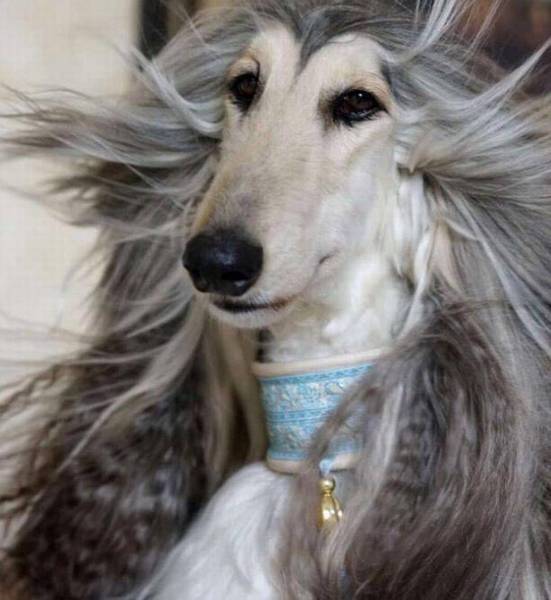 有“女神狗”头衔的阿富汗猎犬,你掌握是多少? 有“女神狗”头衔的阿富汗猎犬,你掌握是多少?