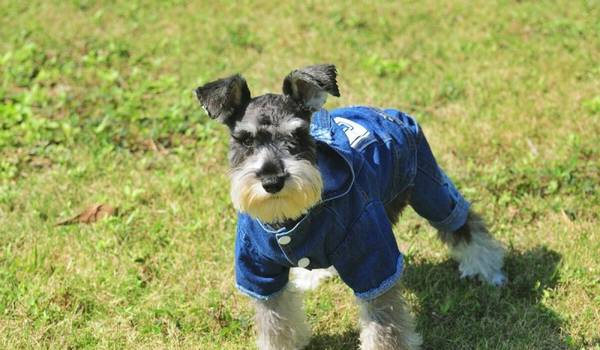 为什么小老头“雪纳瑞”比其他狗好,这种优势就充足了 为什么小老头“雪纳瑞”比其他狗好,这种优势就充足了