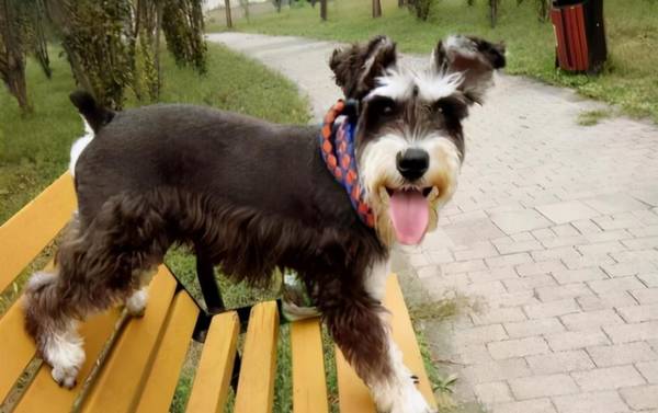 为什么小老头“雪纳瑞”比其他狗好,这种优势就充足了 为什么小老头“雪纳瑞”比其他狗好,这种优势就充足了