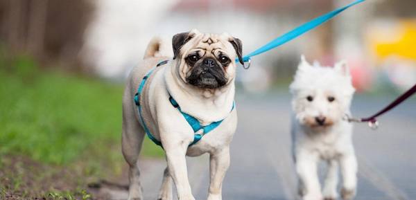 巴哥犬的优势与劣势?4个突显缺陷,再讨人喜欢萌呆都挽救不上 巴哥犬的优势与劣势?4个突显缺陷,再讨人喜欢萌呆都挽救不上