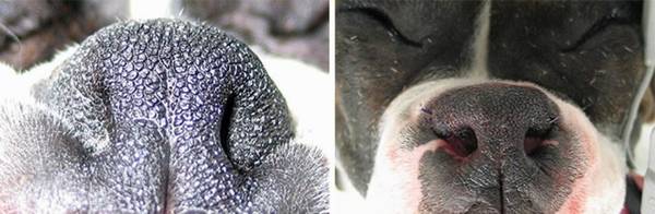 巴哥犬的优势与劣势?4个突显缺陷,再讨人喜欢萌呆都挽救不上 巴哥犬的优势与劣势?4个突显缺陷,再讨人喜欢萌呆都挽救不上