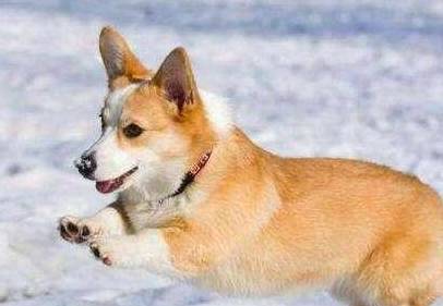 店家才不容易对你说柯基犬纯不纯,重要看这5点,别被骗! 店家才不容易对你说柯基犬纯不纯,重要看这5点,别被骗!