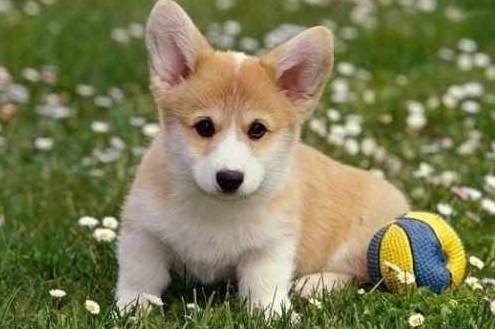 店家才不容易对你说柯基犬纯不纯,重要看这5点,别被骗! 店家才不容易对你说柯基犬纯不纯,重要看这5点,别被骗!