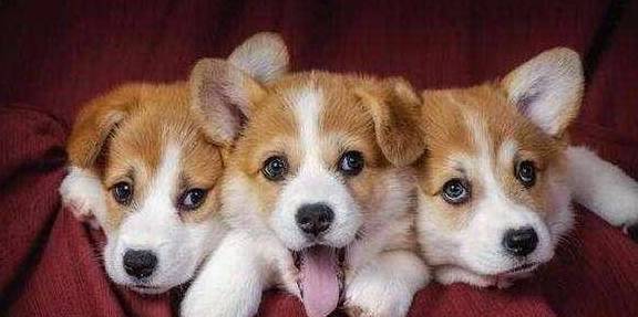 店家才不容易对你说柯基犬纯不纯,重要看这5点,别被骗! 店家才不容易对你说柯基犬纯不纯,重要看这5点,别被骗!