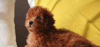 泰迪犬和比熊犬,各自有哪些相同点和区别? 泰迪犬和比熊犬,各自有哪些相同点和区别?