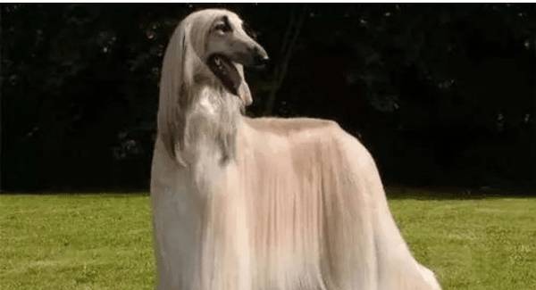 ��ë�ܳ���Ʈ����ʲô��