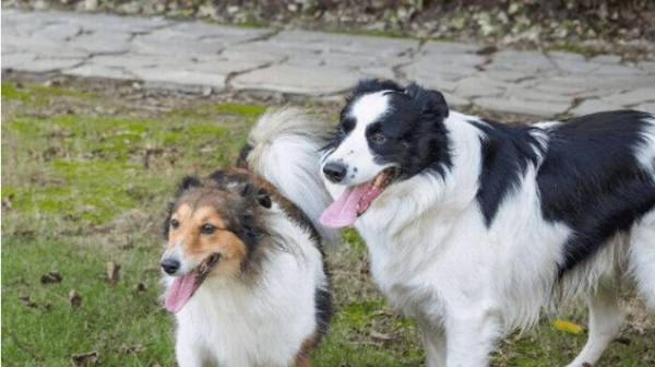 苏牧犬和喜乐蒂的区别 苏牧犬和喜乐蒂的区别