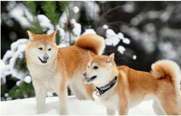 ����������Ȯ�Ϲ�����Ȯ��Ȼ����ô���㶼֪����