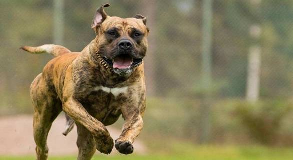 打得过比特犬的五种狗狗,藏獒入选,第五种击败藏獒只需五分钟 打得过比特犬的五种狗狗,藏獒入选,第五种击败藏獒只需五分钟