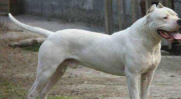 打得过比特犬的五种狗狗,藏獒入选,第五种击败藏獒只需五分钟 打得过比特犬的五种狗狗,藏獒入选,第五种击败藏獒只需五分钟