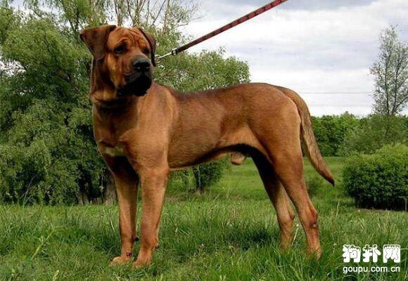 ����ʮ����Ȯ������ǰ�嶼�Ǻݽ�ɫ��ս��������