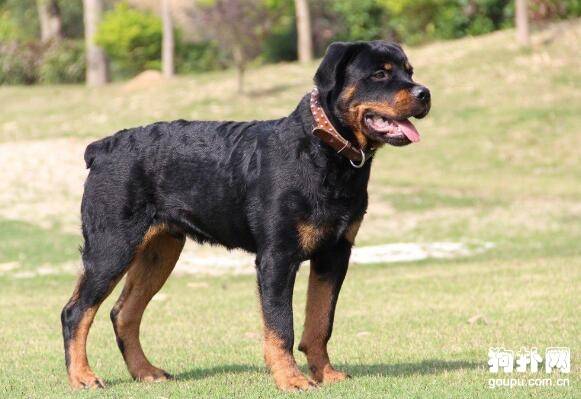 ����ʮ����Ȯ������ǰ�嶼�Ǻݽ�ɫ��ս��������