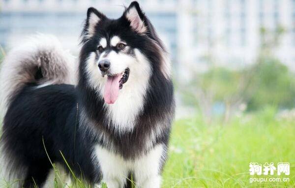 �ʺϼ����Ĵ���Ȯ����Щ�����ʺϼ�����4�ִ���Ȯ����