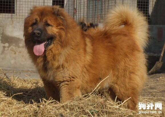 ������Ȯ����ЩƷ�֣��Ͻ�����һ��