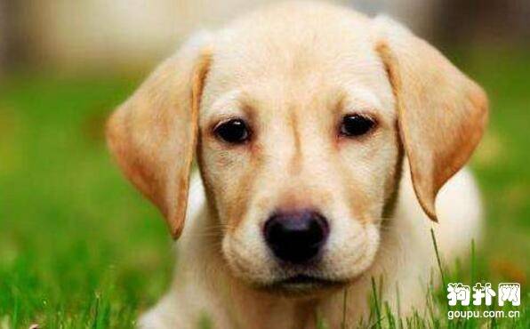 ���ʺϹ���������5����Ȯ�����ֱ�����ЩƷ��