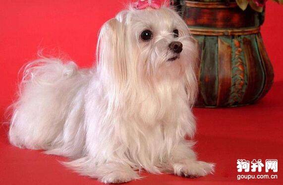 �ʺϼ�����5����С��Ȯ�������ʺ��㣿