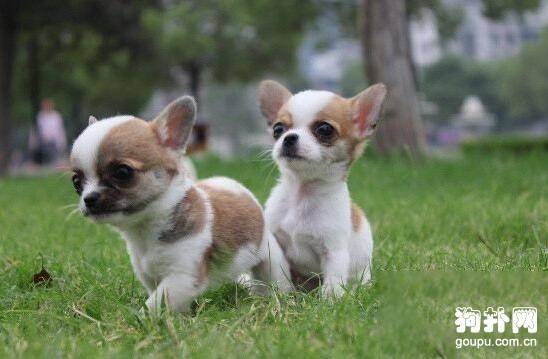 ���ʺϼ�����4��С��ȮƷ���Ƽ�