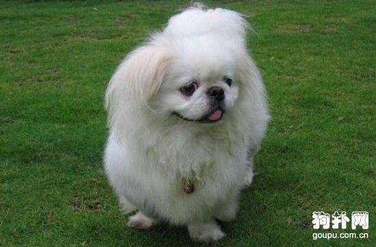 ���ʺϼ�����4��С��ȮƷ���Ƽ�