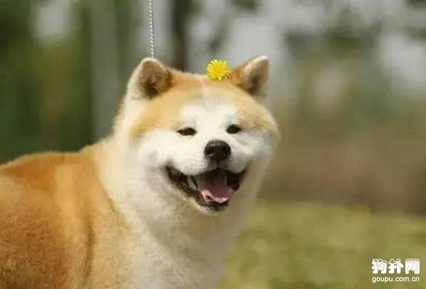 ���ʺϹ���������5����Ȯ�����ֱ�����ЩƷ��