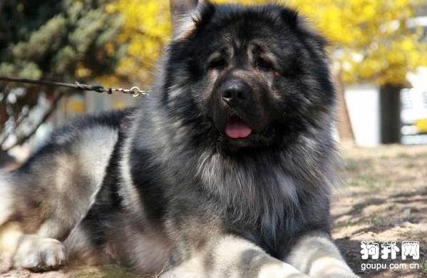 ȫ�����ȮƷ������Щ��3���Ȯ�����ͣ�