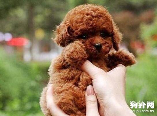 �����˼�����С����Ȯ