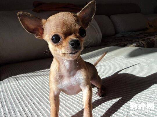 �����˼�����С����Ȯ