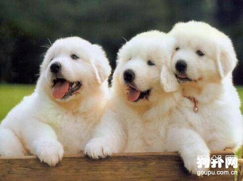 ���ȥ�˽⹷�����Ŵ��������Ը�