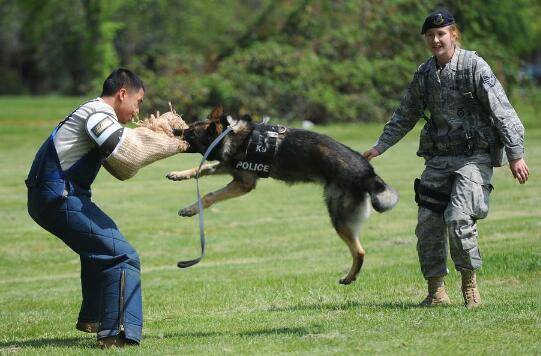 军犬和警犬的区别,军犬和警犬的3大不同点 军犬和警犬的区别,军犬和警犬的3大不同点
