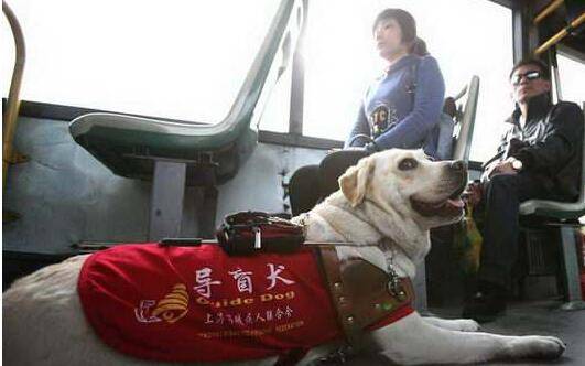 导盲犬是什么品种的狗狗?主要有这3种 导盲犬是什么品种的狗狗?主要有这3种