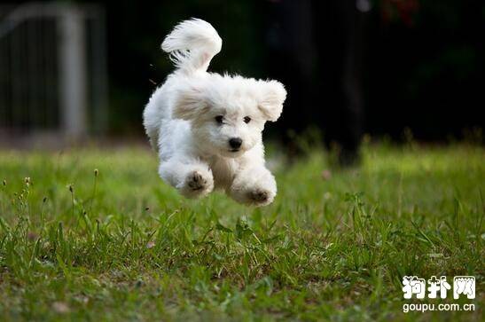 【买狗注意事项】教你辨别纯种狗狗的技巧 【买狗注意事项】教你辨别纯种狗狗的技巧