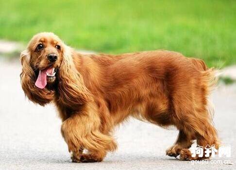 ��ôѡ��Ƣ����Ͷ�İ�Ȯ��