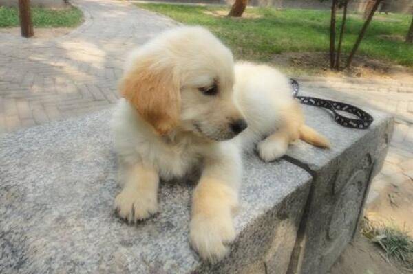 星期狗是什么意思?教你如何分辨星期狗 星期狗是什么意思?教你如何分辨星期狗