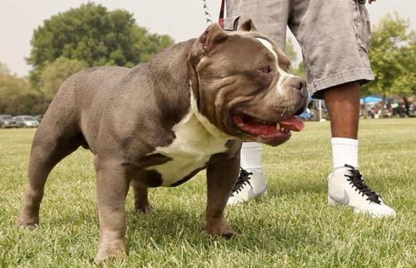 �����İ���Ȯ����Щ��ʮ����Ѽ�ͥ����Ȯ����