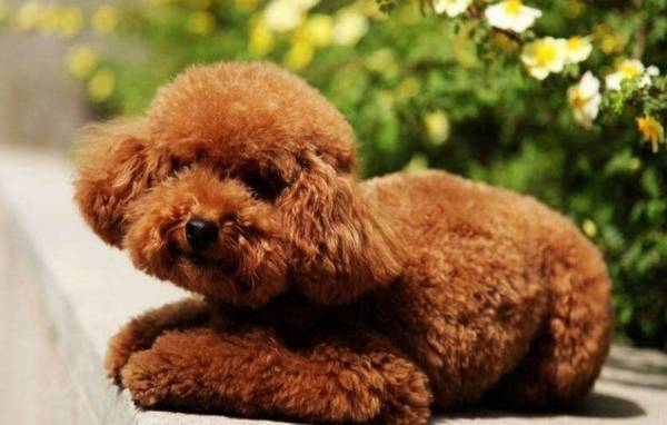 适合城市家庭养的狗狗排名!总有一种适合你 适合城市家庭养的狗狗排名!总有一种适合你