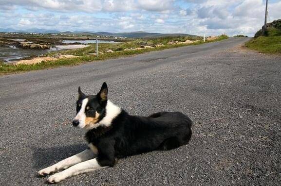 �ʺϳ��м�ͥ���Ĺ�������������һ���ʺ���