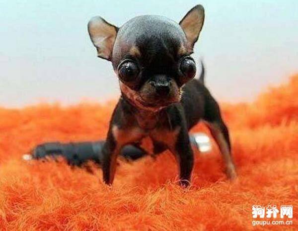 ��ëС��Ȯ����Щ��С�Ͷ�ëȮ��ʲô�ŵ㣿