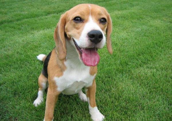 狩猎犬有哪些,狩猎犬排名前8 狩猎犬有哪些,狩猎犬排名前8