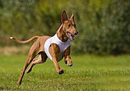 狩猎犬有哪些,狩猎犬排名前8 狩猎犬有哪些,狩猎犬排名前8