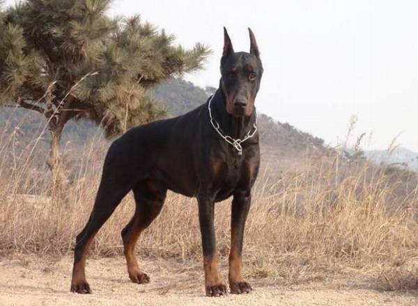 军犬都有哪些品种,世界6大军犬排名 军犬都有哪些品种,世界6大军犬排名