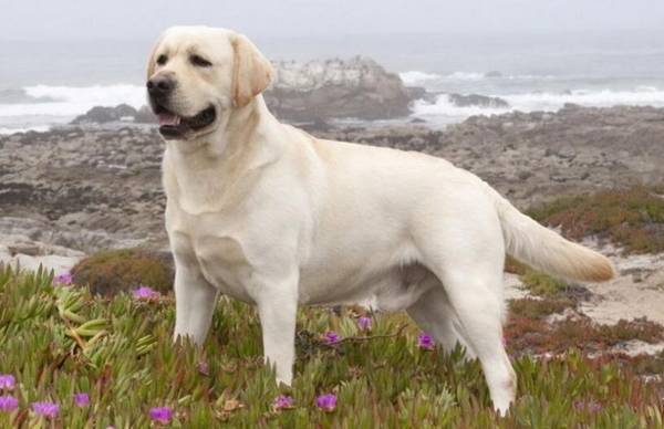 大型犬有哪些,适合家养的7种大型犬排名 大型犬有哪些,适合家养的7种大型犬排名